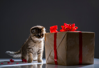 British kitten plays with a gift box on a gray background