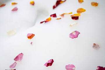 Multicoloured rose petals scattered on white bath bubbles, close up. Bath water with rose petals.