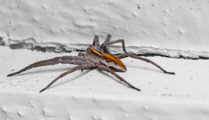 Nursery Web Spider pisaura mirabilis sitting on a white wall looking for prey. Close up Macro photo with shallow depth of field.