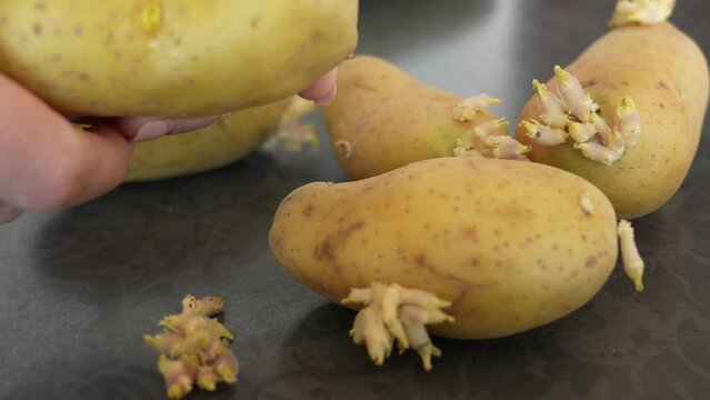 Close-up view 4k stock video footage of woman removes growning sprouts on organic potatoes in kitchen going to cook food