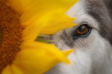 Alaskan Malamute dog with sunflower
