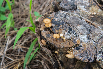 切り株に生えたアミスギタケ（Polyporus arcularius）／タマチョレイタケ科【日本・7月】