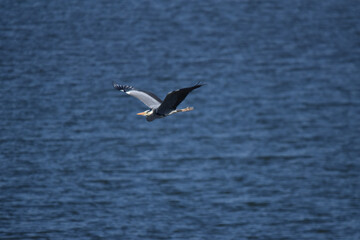 Fototapeta na wymiar Gray heron in flight 