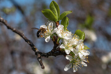 A bee on spring flowers. White flowers on a tree branch. A flowering branch of a fruit tree on a blurred natural background. A spring branch of a tree with blooming white flowers. Selective focus.