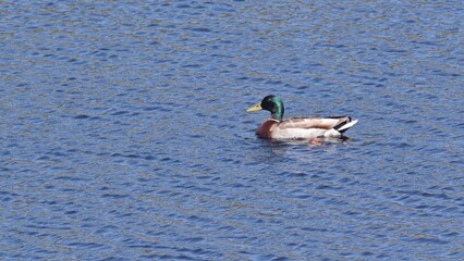 Wild mallard duck swims on the water on a spring sunny day close-up.