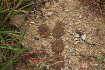 NID DE FOURMIS
