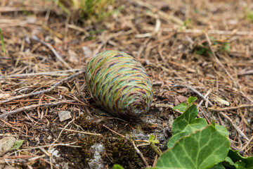 Conifer seed cone in immature state