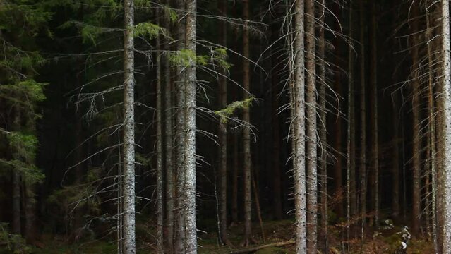 Spruce forest and many spruces.