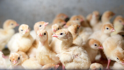 A brood of poultry turkeys