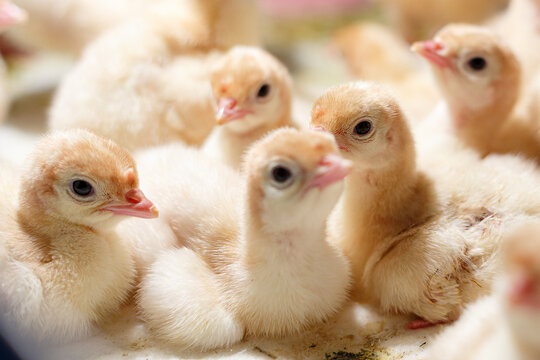 A brood of poultry turkeys