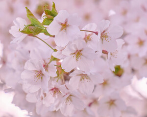 エゾヤマザクラ（North Japanese hill cherry）