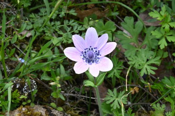Fototapeta premium Anemone hortensis L. Broad-leaved anemone, Star anemone 