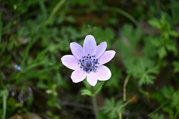 Anemone hortensis L.
Broad-leaved anemone, Star anemone
