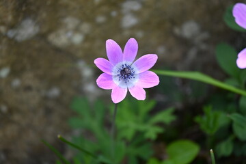 Anemone hortensis L.
Broad-leaved anemone, Star anemone

