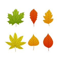 Set of autumn leaves of different trees. Vector set isolated on white background