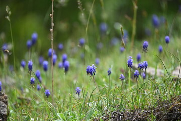 Muscari botryoides (L.) Mill.
Grape-hyacinth, Compact grape-hyacinth, Italian grape-hyacinth, Common grape hyacinth, Small grape hyacinth, Small Grape-hyacinth
