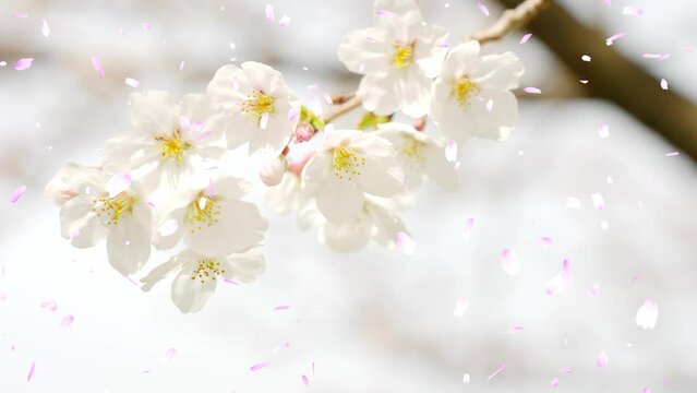 美しい白色の桜の花と桜吹雪「CG合成」