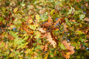 Close up of oak leaves in the autumn 