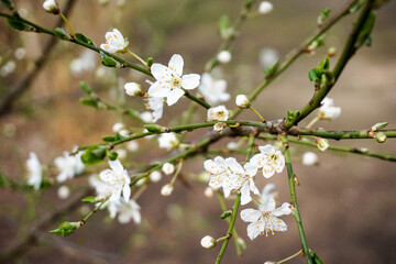 blüte blüthe baum strauch frühling sommer kirsch apfel buche