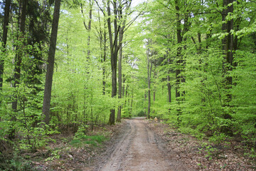 Fototapeta na wymiar Wald Frühling