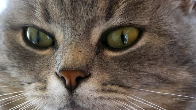 Cat's snout close up. The look of a gray cat. Pet eyes.