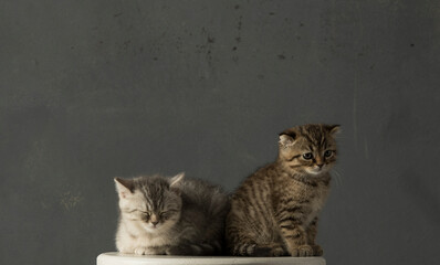 beautiful portrait of two kittens on a gray background.two British kittens are sitting in full growth on a gray background