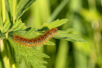 The caterpillar of Malacosoma castrense, ground lackey feeding on green leaves - 502336096
