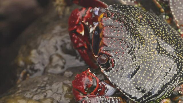 Close up of red crabs on rocks