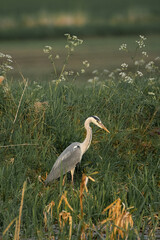 Heron Eyeing Up Some Food