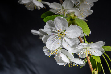 white flower on black background