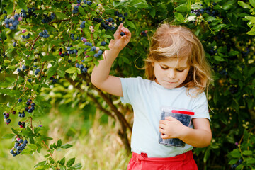 Little preschool girl picking fresh berries on blueberry field. Toddler child pick blue berry on organic orchard farm. Toddler farming. Preschooler gardening. Summer family fun. Healthy bio food.