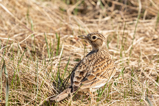 The Eurasian skylark, Alauda arvensis standing in old grass after migrating back to its breeding grounds in Estonian nature