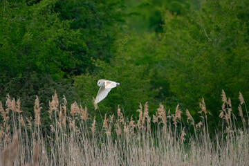 Barn Owl In Flight