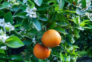 Naranjas