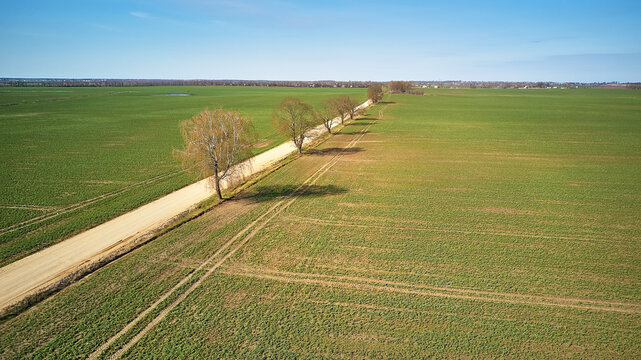 Spring green arable fields. Rural dirt road, maple tree alley aerial view. Beautiful sunny countryside scene. April morning