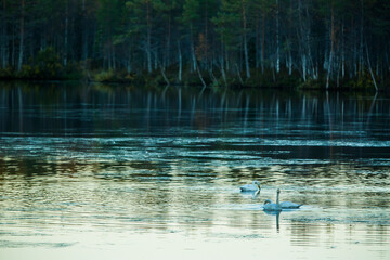 Whooper swan group in a lake in Lapland, Finland