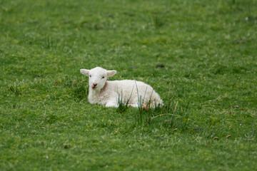 Little Lamb Sticking Out His Tongue - obrazy, fototapety, plakaty
