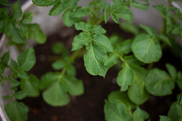 Potatoes grow in bucket. Cultivation of root crops. Potato leaves.