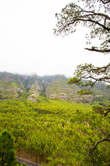 Spring in Cumbrecita, Caldera De Taburiente Nature Park, La Palma Island, Canary Islands, Spain
