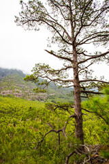 Spring in Cumbrecita, Caldera De Taburiente Nature Park, La Palma Island, Canary Islands, Spain