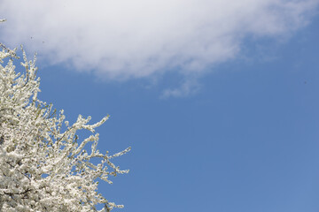 Plum blossom fully open against blue sky. A place for your text