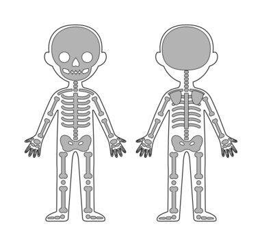 Human Skeletal System in Contour Style. Skeleton. Front Back view. Print. Illustration for Biology and Anatomy Lesson. Black Gray White color. Image for Education with School Little Children. Vector.