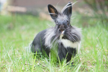 królik miniaturka na trawie