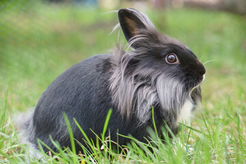 królik miniaturka na trawie