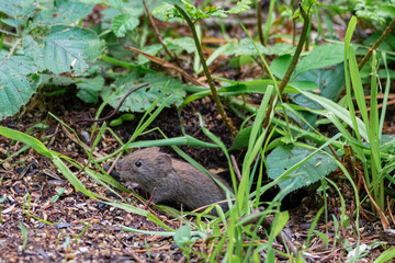 Small Vole Popping Out To Get Some Food