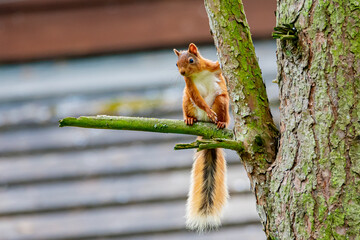 Red Squirrel Chilling In The Tree