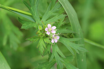 緑茂る中に緑色に赤い縁取りのある複数の葉の真ん中に咲く二輪の薄ピンクのアメリカフウロのやや引いた画像