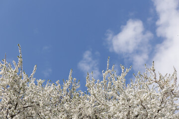 White plum flowers bloom fully against the blue sky. A place for your text