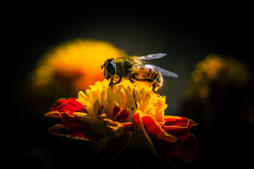 bee on flower