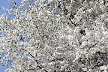 White plum blossom in spring April, background blur with bokeh
